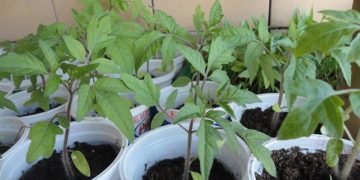 Петъчният пазар в Севлиево – на панаирната площадка от 8 до 14 ч. само за производители на земеделска продукция