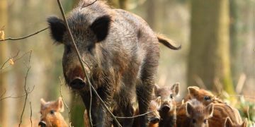 Промяна в таксацията на дивеча