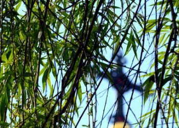 За първи път нямаше върбови клонки на Цветница