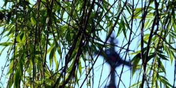 За първи път нямаше върбови клонки на Цветница