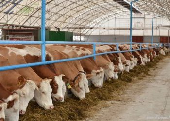 Д-р Пенчоков: “Откриването на огнището на ку-треска в Габровско не е свързано с изследвания за коронавирус”