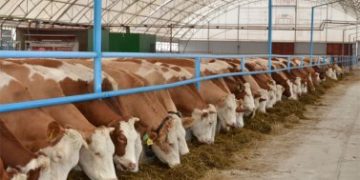 Д-р Пенчоков: “Откриването на огнището на ку-треска в Габровско не е свързано с изследвания за коронавирус”