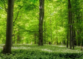 Община Севлиево постави под закрила близо 700 декара вековни гори