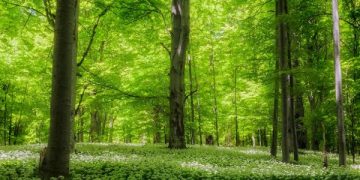 Община Севлиево постави под закрила близо 700 декара вековни гори