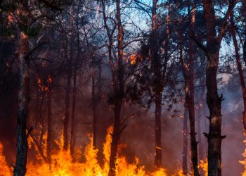 СЦДП е в готовност за сезона, характерен с повишена опасност от горски пожари