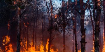 СЦДП е в готовност за сезона, характерен с повишена опасност от горски пожари