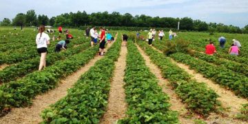 Безработните ще запазят социалните си помощи, ако се включат в сезонна селскостопанска работа