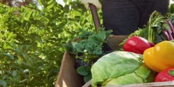 ДФЗ призовава биопроизводителите да се регистрират и отправят запитвания през СЕУ