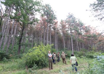 Гъбно заболяване е причина за съхненето на боровете