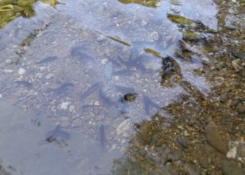 20 000 балкански пъстърви заплуваха в планинските реки