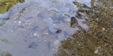 20 000 балкански пъстърви заплуваха в планинските реки