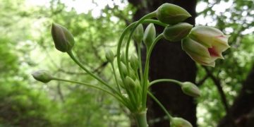 Откриха нов за НП “Централен Балкан” растителен вид