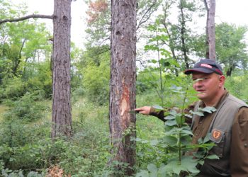 Инж. Иван Степанов: Комплекс от неблагоприятни фактори е причината за съхненето на боровете. Радостното е, че под тях расте прекрасна местна растителност