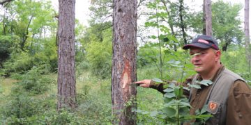 Инж. Иван Степанов: Комплекс от неблагоприятни фактори е причината за съхненето на боровете. Радостното е, че под тях расте прекрасна местна растителност