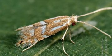 ОП „Гори и земи“ с акция за опазване на дърветата