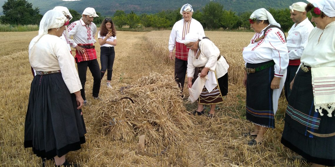 Със сърпове и паламарки зажънаха нивите и в Сенник