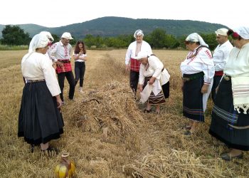 Със сърпове и паламарки зажънаха нивите и в Сенник