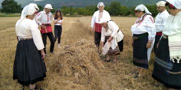 Със сърпове и паламарки зажънаха нивите и в Сенник