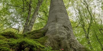 България с уникален шанс да е сред финалистите за награда “Натура 2000” със старите гори