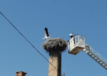 Пожарникари от Севлиево и Габрово спасиха бедстващо щъркелче