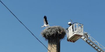 Пожарникари от Севлиево и Габрово спасиха бедстващо щъркелче