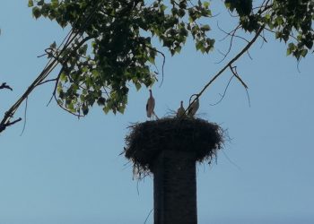 Екипът на вестник „Росица“ благодари на пожарникарите, спасили плененото щъркелче