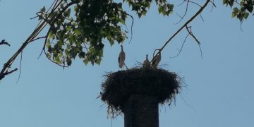 Екипът на вестник „Росица“ благодари на пожарникарите, спасили плененото щъркелче