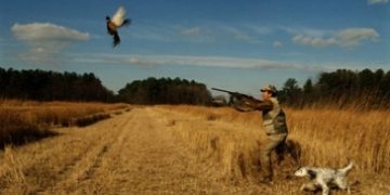 Ловният сезон на пернат дивеч се открива на 8 август