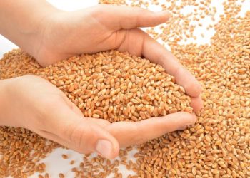 Зърнопроизводителите кандидатстват за нисколихвени кредити