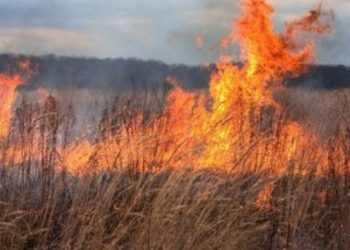Стопаните уведомяват Разплащателната агенция за опожарените си площи