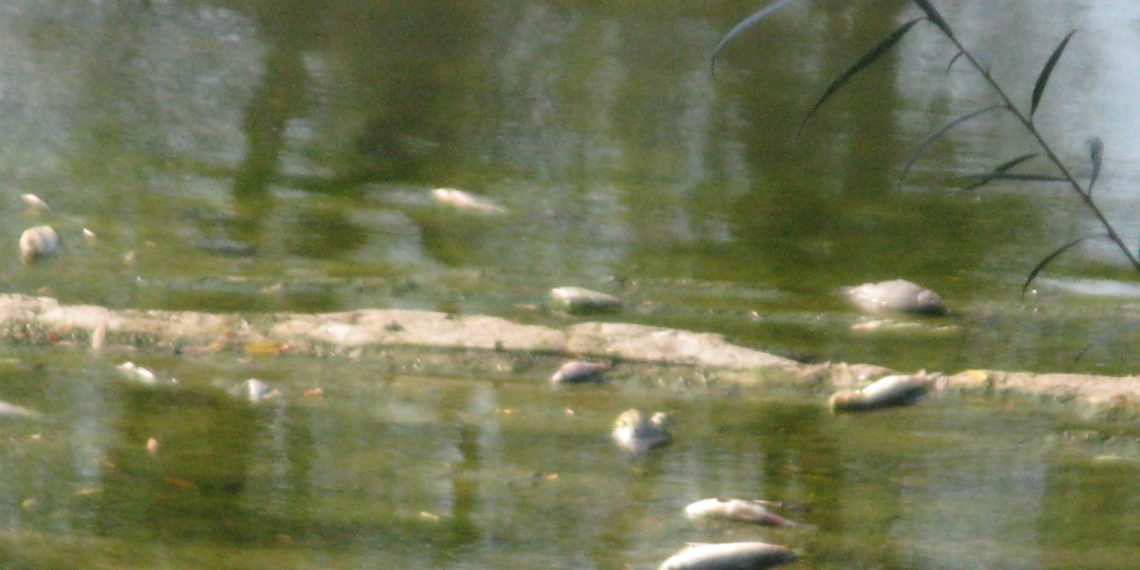 РИОСВ провери сигнал за умряла риба в река Росица край Севлиево