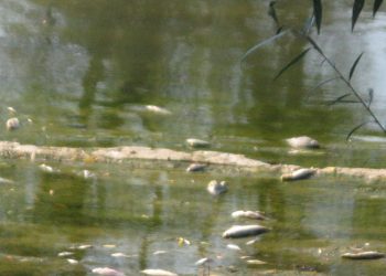 РИОСВ провери сигнал за умряла риба в река Росица край Севлиево