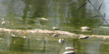 РИОСВ провери сигнал за умряла риба в река Росица край Севлиево