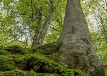 Да гласуваме за нашите гори!