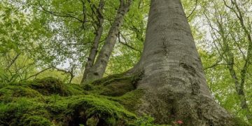 Да гласуваме за нашите гори!