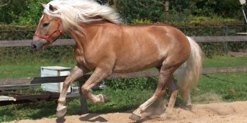 Кон е застрелян в Кръвеник