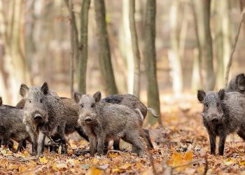 Oткриват груповия лов на дива свиня и лова на местен дребен дивеч на 3 октомври