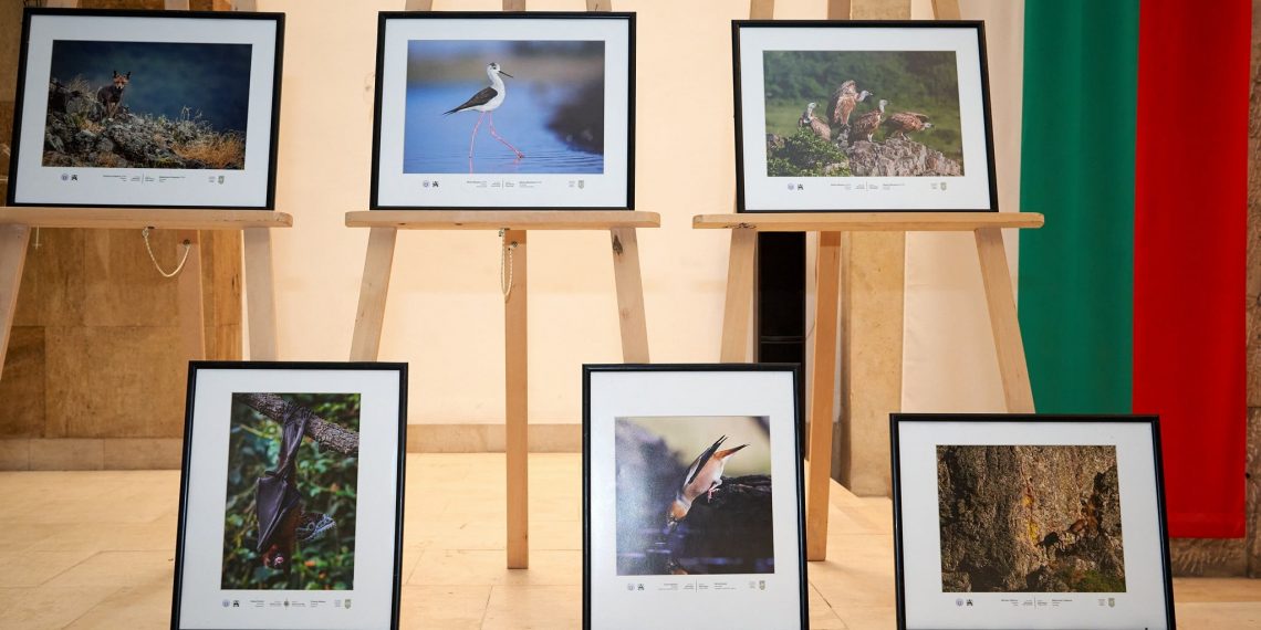 Фотограф от Пловдив получи специалната награда на Община Севлиево от международния салон “Дивото”