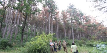 До дни започва санитарната сеч на изсъхналите борове на Крушевския баир