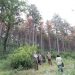 До дни започва санитарната сеч на изсъхналите борове на Крушевския баир