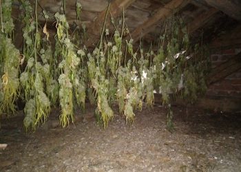 Двама мъже сушили канабис на тавана на училището в Горна Росица