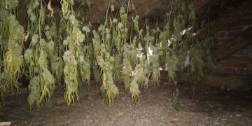 Двама мъже сушили канабис на тавана на училището в Горна Росица