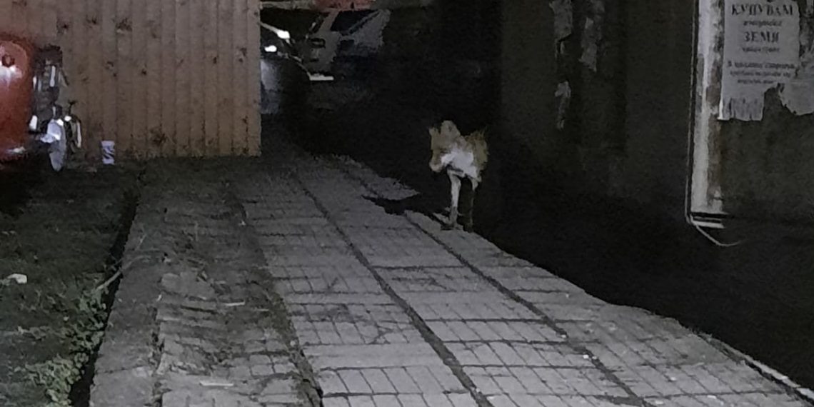 Лисица живее без страх в Западния комплекс