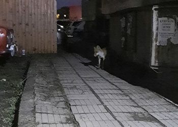 Лисица живее без страх в Западния комплекс