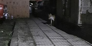 Лисица живее без страх в Западния комплекс