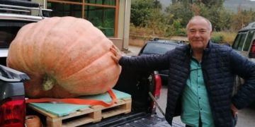 300-килограмова тиква е царицата на празника тази година