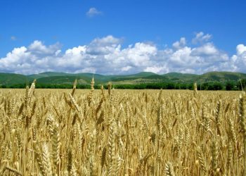 Пшеницата и ечемикът вече са засети