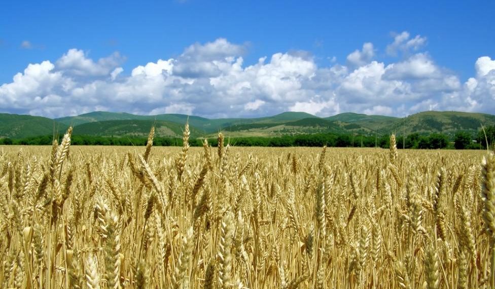 Пшеницата и ечемикът вече са засети