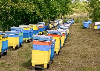 Пчелините вече ще се регистрират в БАБХ