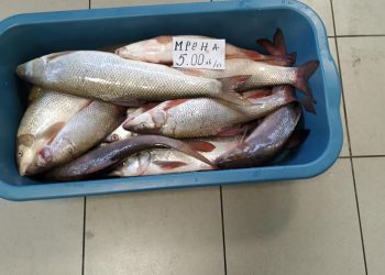 Седем лева за килограм шаран за празника